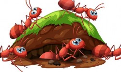 蚂蚁游戏哪个最好玩 最新的蚂蚁游戏推荐