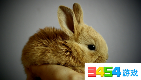 兔子的耳朵有什么用处 1496734378695066.png