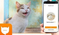 猫语翻译app哪个好 猫语翻译app推荐